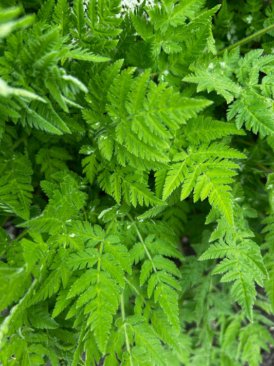 Herb Bag Add on - June